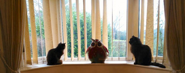 The Owl and the Pussy Cats